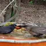 photo 2021-04-17 16-49-42 rigok