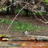 photo 2021-04-13 08-23-40 poszata