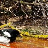 photo 2021-03-31 13-52-17 szarka