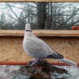 photo 2022-01-20 12-59-11