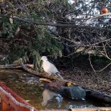 photo 2021-11-17 08-04-59 gerle