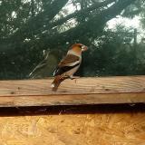 photo 2023-10-24 08-53-05 meggyvago