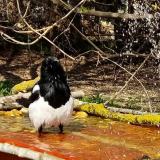 photo 2021-03-31 13-51-26 szarka