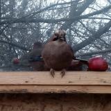 photo 2022-01-16 07-52-38 szajko