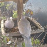 photo 2019-12-11 07-27-11