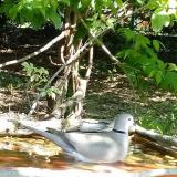 photo 2021-05-08 11-08-20 galamb