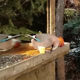 photo 2022-01-09 13-00-54 szajko