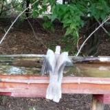 photo 2021-08-03 17-22-18 galamb