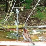 photo 2021-05-13 12-40-35 madarkak