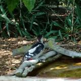 photo 2021-09-13 14-13-00 fakopancs