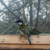 photo 2022-01-20 11-46-42 szencinege