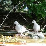 photo 2021-09-07 08-46-15 galambok