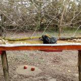 photo 2021-03-12 10-32-54