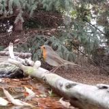 photo 2023-10-20 09-24-43 vorosbegy