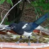 photo 2021-07-01 17-15-49 szarka