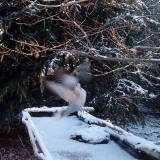 photo 2022-01-09 08-11-31 gerle