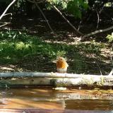 photo 2021-05-05 10-02-46 vorosbegy