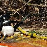 photo 2021-03-31 13-51-31 szarka