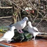 photo 2021-03-20 07-56-58 trio2