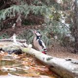 photo 2023-10-19 14-53-38 nfakopancs