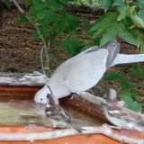 photo 2021-07-13 18-32-22 galamb