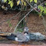 photo 2021-10-19 16-53-27 szajko