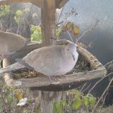 photo 2019-12-11 07-36-16