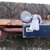 photo 2021-03-06 06-29-04