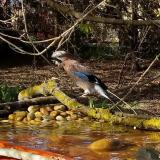 photo 2021-04-08 16-30-11 szajko