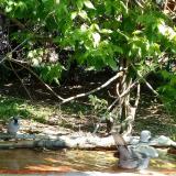 photo 2021-05-08 11-08-12 tgalamb vereb