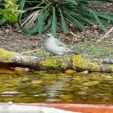 photo 2021-04-17 09-23-07 baratposzata