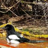 photo 2021-03-31 13-53-19 szarka