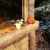 photo 2022-01-09 10-55-13 szencinegek verebek