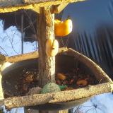 photo 2019-01-29 15-41-48