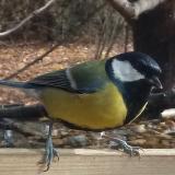 photo 2021-11-10 10-53-54 szencinege