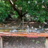 photo 2021-09-07 15-00-32 verebek