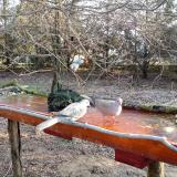 photo 2021-03-20 07-11-14