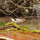 photo 2021-03-30 13-24-54 szajko