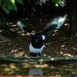 photo 2021-09-26 11-50-46 szarka