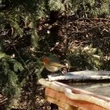 photo 2022-03-13 09-22-16 vorosbegy