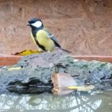 photo 2023-10-25 08-13-13. cinege