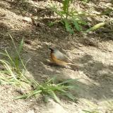 photo 2021-04-26 11-57-20 kerti rozsdafarku