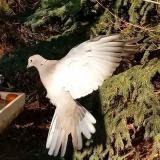 photo 2021-11-17 13-02-41 gerle