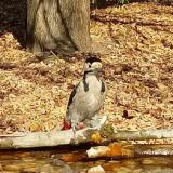 photo 2021-10-27 11-47-53 balkani fakopancs