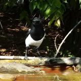 photo 2021-10-04 13-46-01 szarka