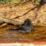 photo 2021-10-27 11-02-21 fekete rigo