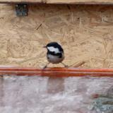 photo 2022-01-20 09-22-47 fenyvescinege