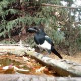 photo 2023-10-20 14-09-07 szarka