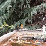 photo 2023-10-20 09-39-233 vorosbegy