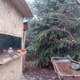 photo 2021-12-29 08-02-22